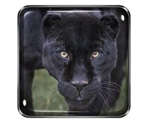 Eye Quartet Lidschatten 5 g Black Jaguar